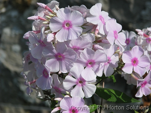 Phlox Pink